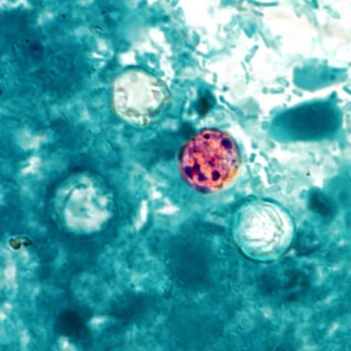 Cyclospora_cayetanensis